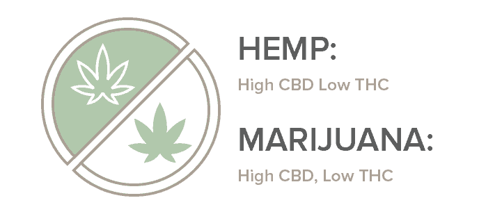 Can You Build Up a Tolerance to Cbd - York Thiped